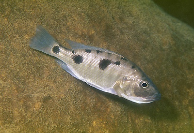 Stigmatochromis melanchros 'Luwala Reef'